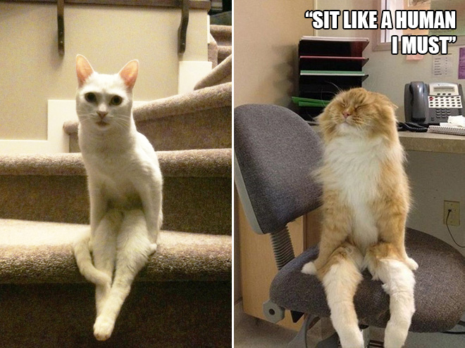 14 Examples of Cat Logic That Cat People Will Understand