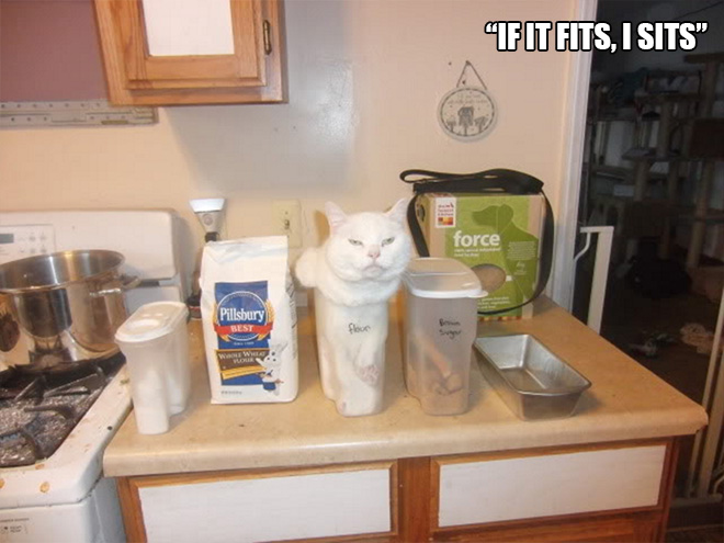 14 Examples of Cat Logic That Cat People Will Understand