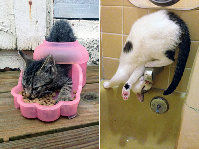 14 Examples of Cat Logic That Cat People Will Understand