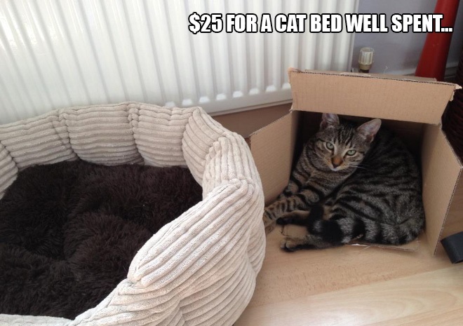 14 Examples of Cat Logic That Cat People Will Understand