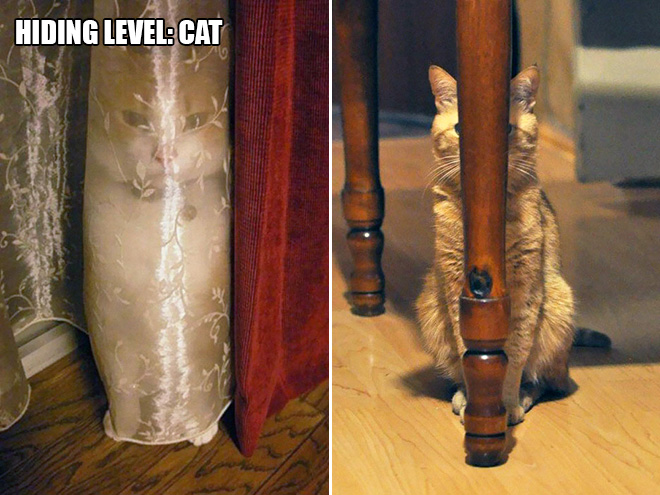 14 Examples of Cat Logic That Cat People Will Understand