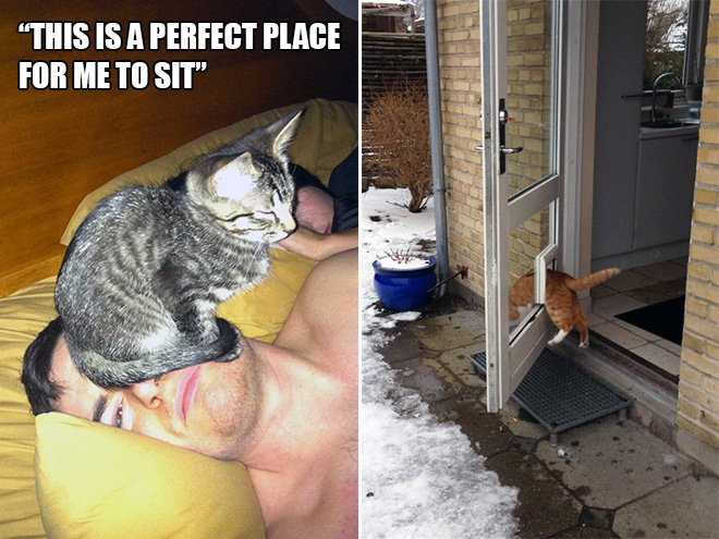 14 Examples of Cat Logic That Cat People Will Understand