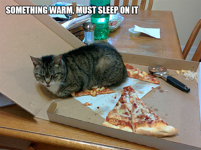 14 Examples of Cat Logic That Cat People Will Understand