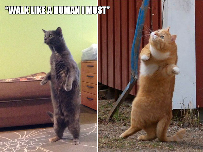 14 Examples of Cat Logic That Cat People Will Understand