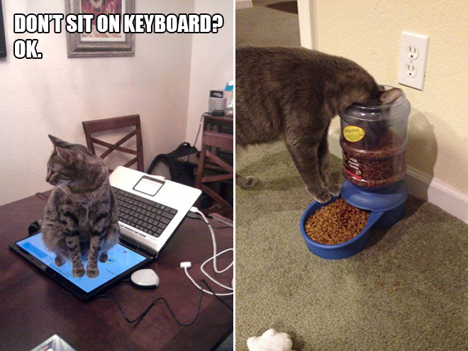 14 Examples of Cat Logic That Cat People Will Understand