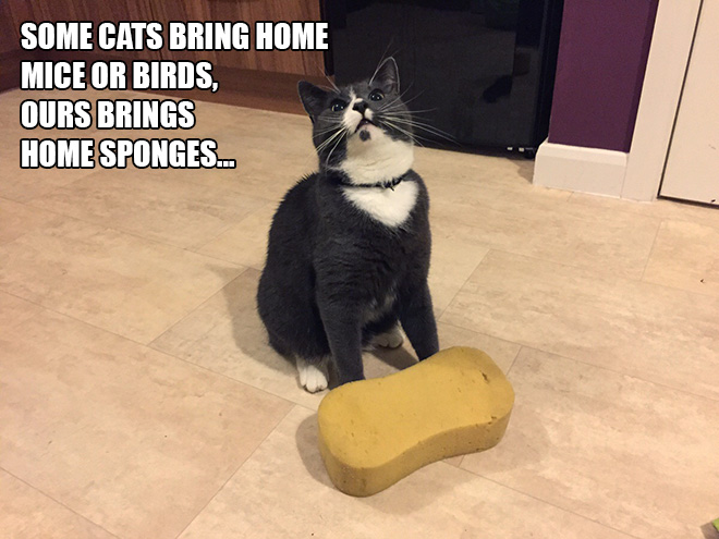 14 Examples of Cat Logic That Cat People Will Understand