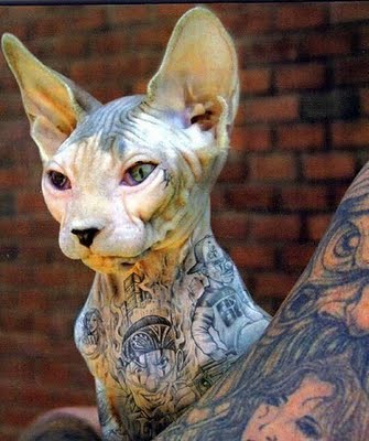 sphynx cat tattoo