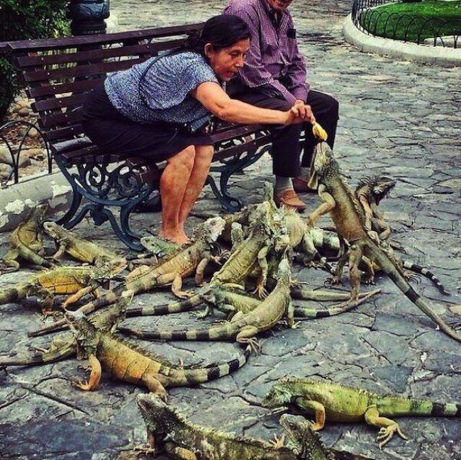 woman feeding iguanas