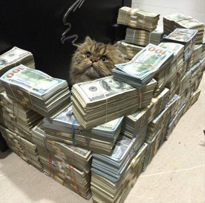 rich cat