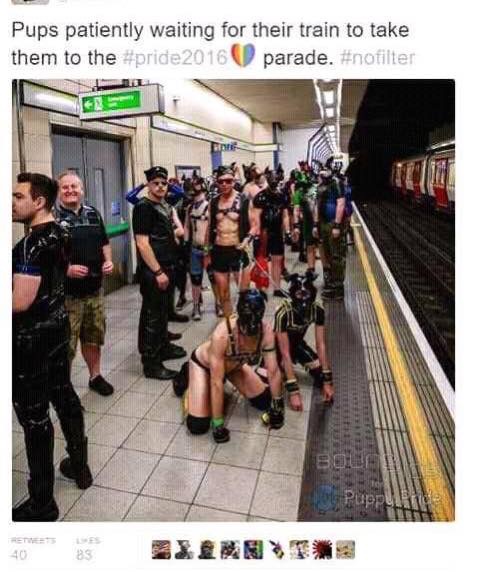human pup cringe - Pups patiently waiting for their train to take them to the 2016 parade. Bell Puppy 40