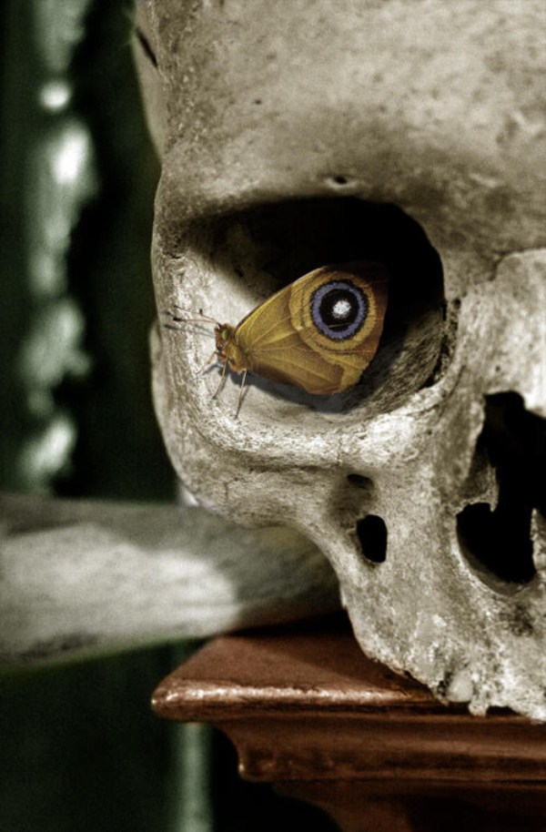 perfect timing skull butterfly eye