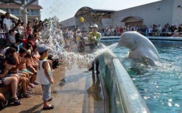 perfect timing beluga whale spitting