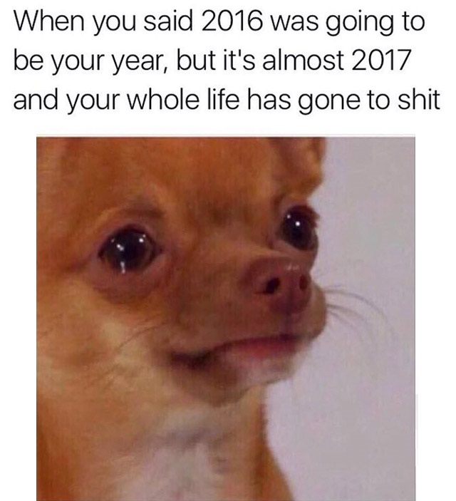 funny memes that will make you laugh - When you said 2016 was going to be your year, but it's almost 2017 and your whole life has gone to shit
