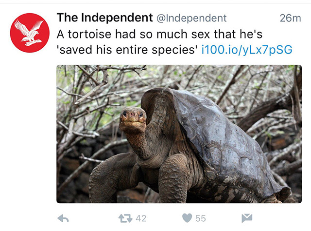 galapagos tortoise darwin - The Independent 26m A tortoise had so much sex that he's 'saved his entire species' i100.ioyLx7PSG 1742 55