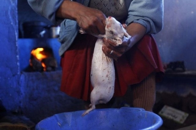 Large parts of South America find Guinea Pigs very tasty. I'm not sure I am willing to find out how true their statements really are.