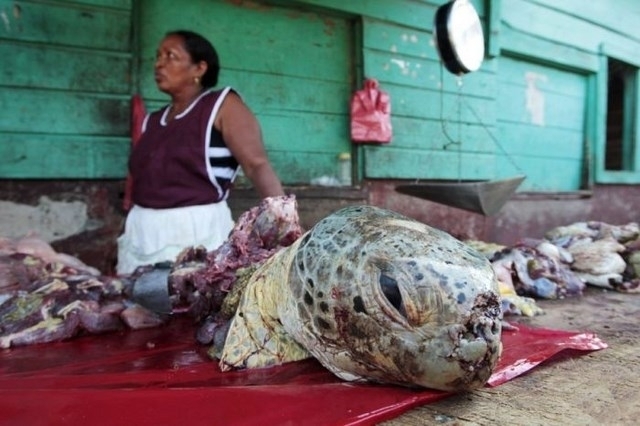 This just looks depressing. As you can clearly see, turtle meat is also prized in some parts of the world. Here we see a butcher in Nicaragua selling turtle meat.