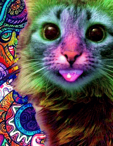 psychedelic cat gif