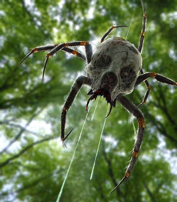 skull spider
