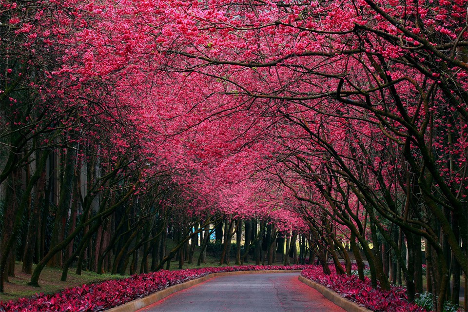 beautiful trees road