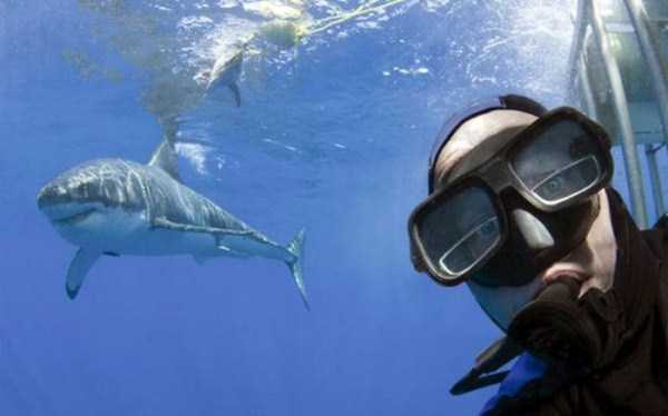 underwater selfie with shark