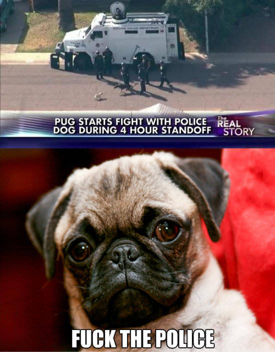 pug memes police - Pug Starts Fight With Police Real Dog During 4 Hour Standoff Story Fuck The Police