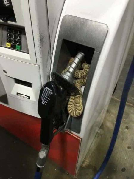 snake in gas pump