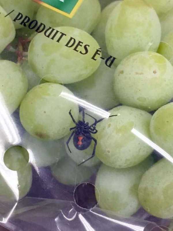 always wash your grapes