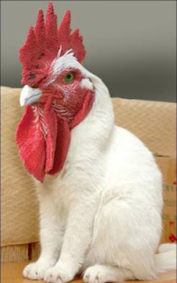 wtf pic rooster cat