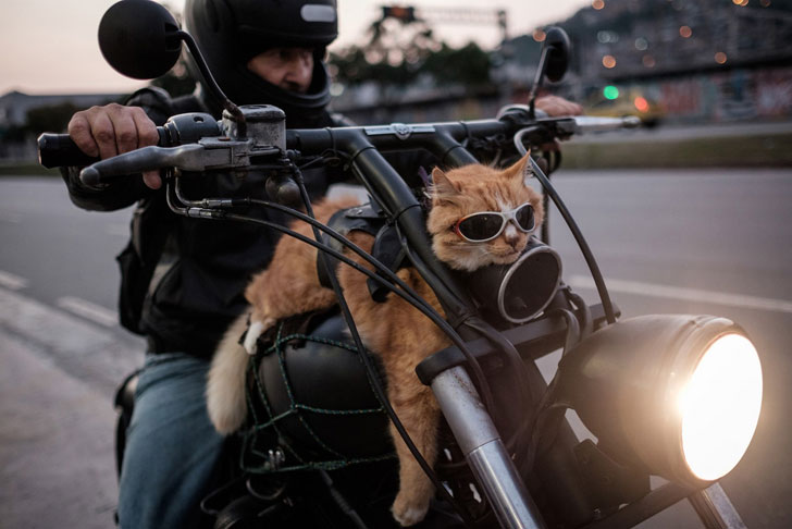 motorcycle riding cat