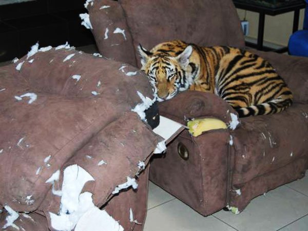 tiger laying on a couch