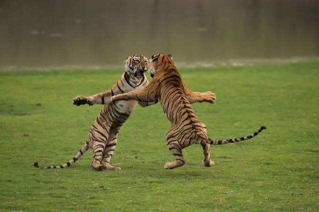 tigers fighting