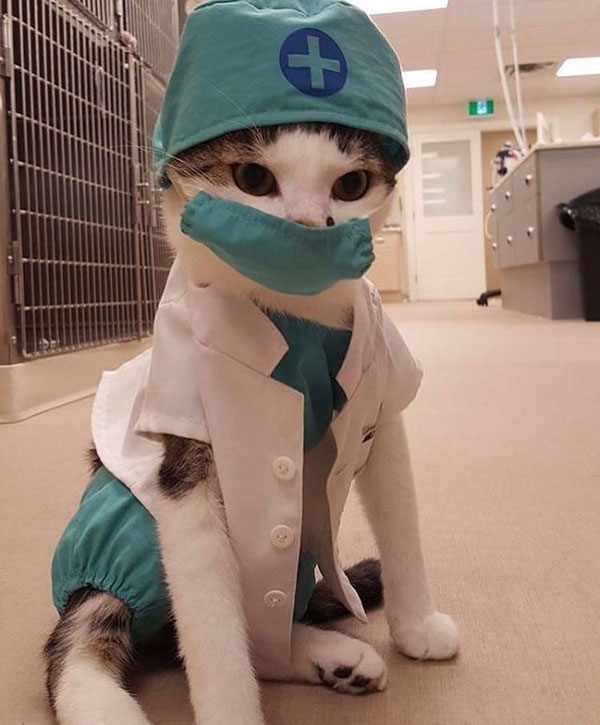 kitten doctor