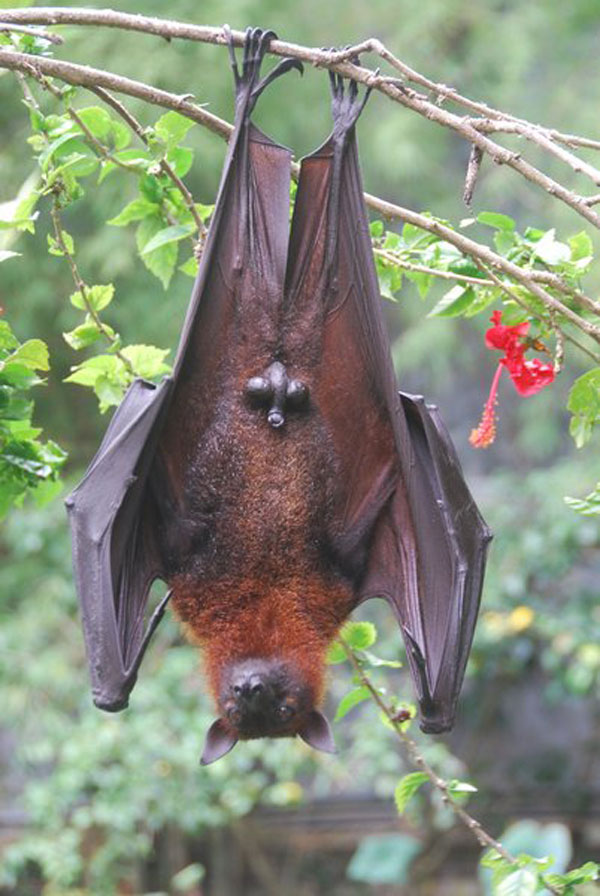 fruit bat japan