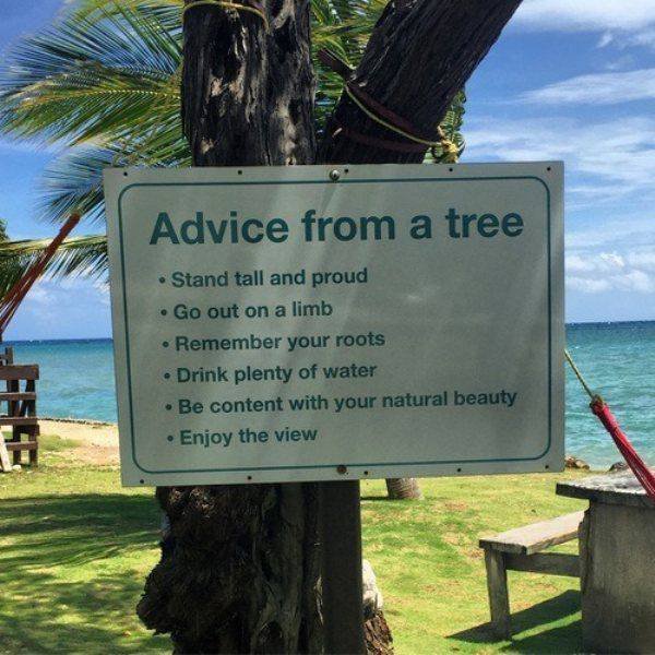 advice from a tree - Advice from a tree Stand tall and proud Go out on a limb Remember your roots Drink plenty of water Be content with your natural beauty Enjoy the view