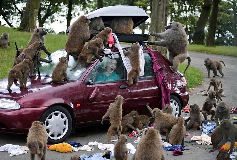 Funny picture of a car being picked apart by a large group of monkeys.