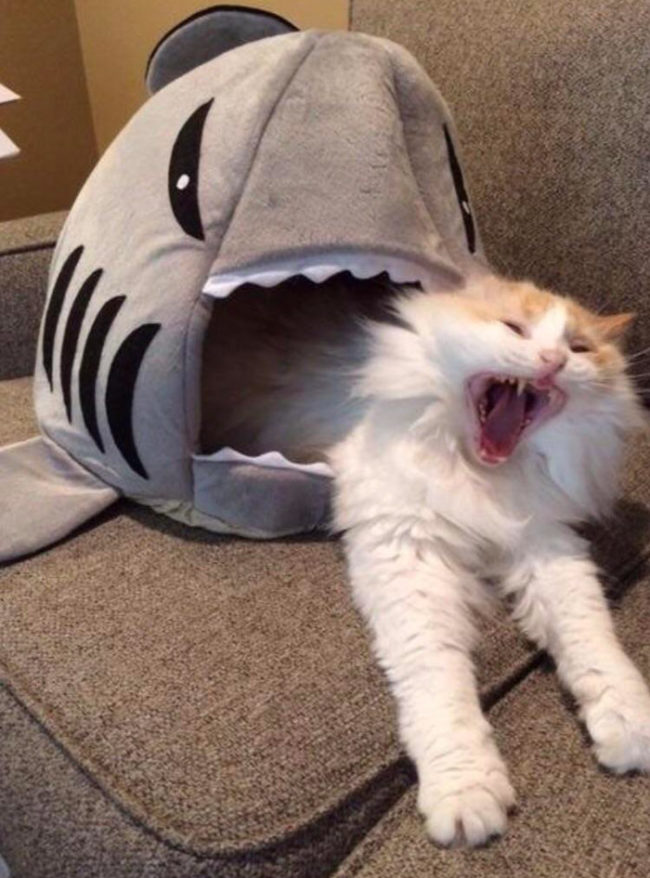 Funny picture of a cat yawning while sleeping in a shark shaped bed.