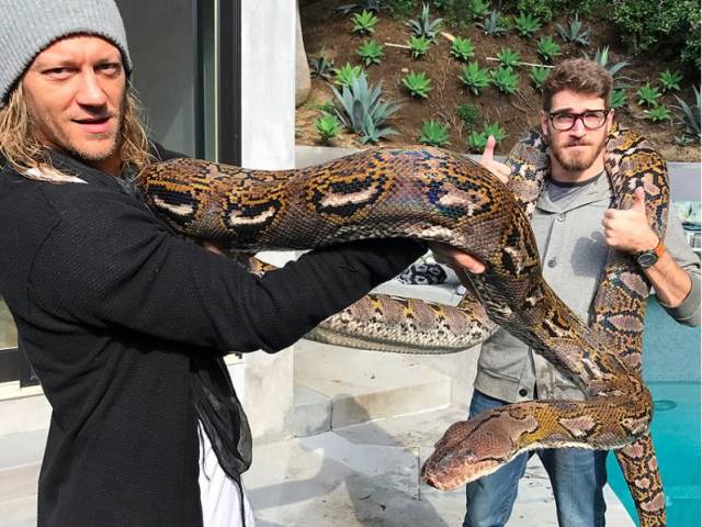 Two people holding a massive snake.