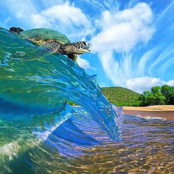 Awesome picture of a tortoise surfing a breaking wave.
