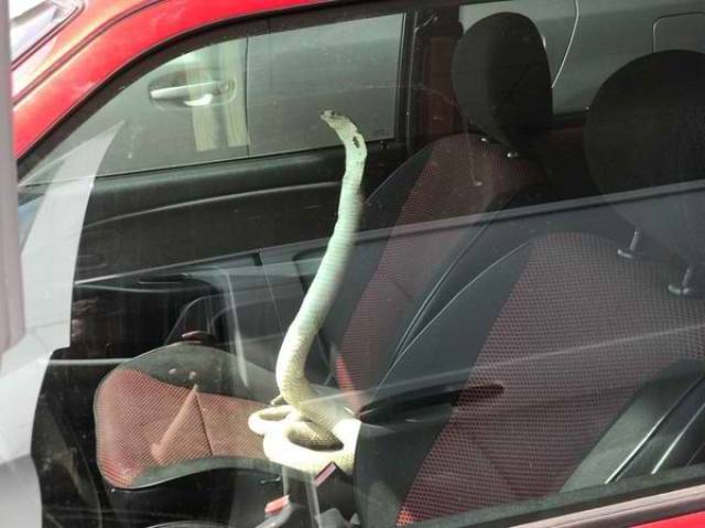 disturbing snake in a car