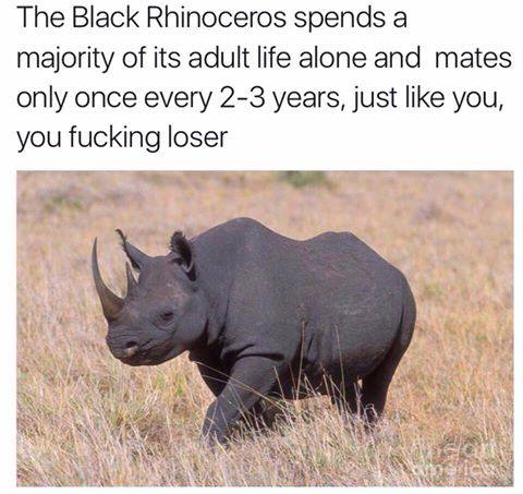 fun fact about the Black Rhinoceros which spends most of it's adult life alone and only mates once every 2 to 3 years, and then the caption goes dark and compares it to you, the reader.