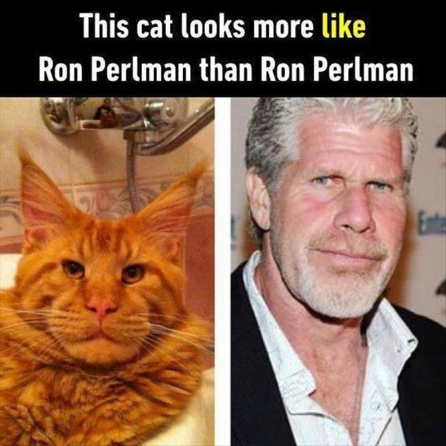 ron perlman cat - This cat looks more Ron Perlman than Ron Perlman