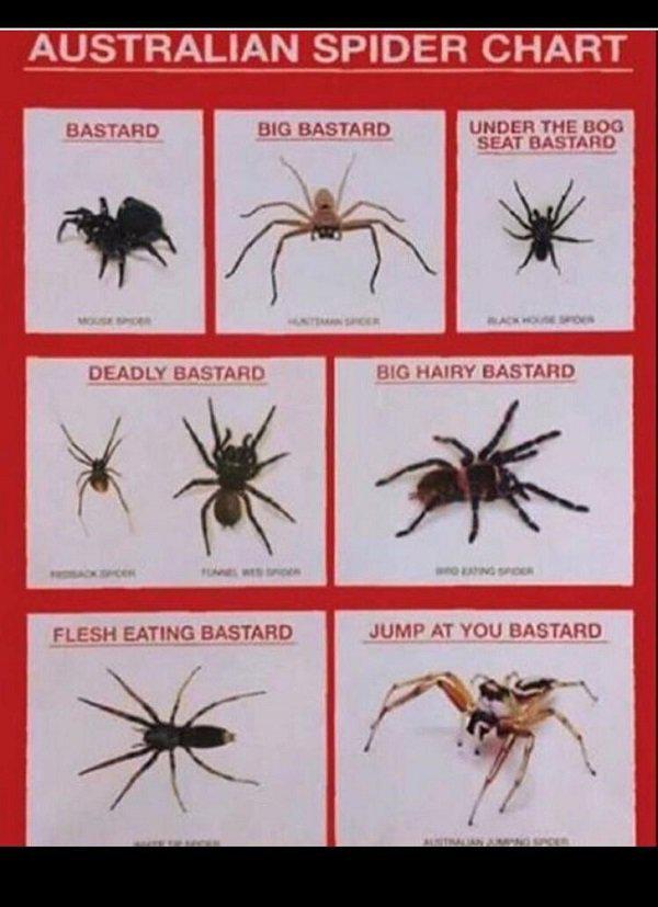 australian spider chart funny - Australian Spider Chart Bastard Big Bastard Under The Bog Seat Bastard Deadly Bastard Big Hairy Bastard Flesh Eating Bastard Jump At You Bastard Ind