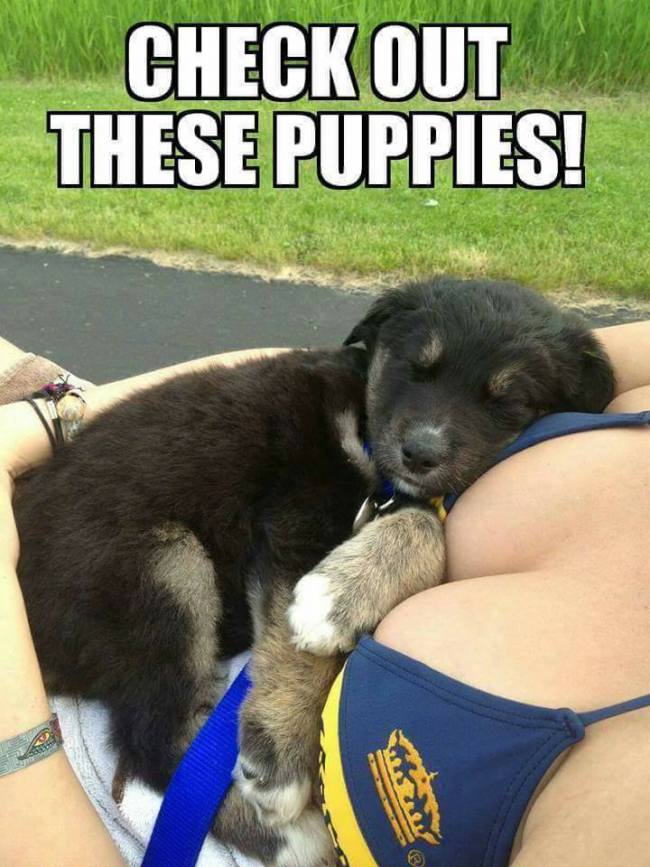 puppies boob meme - Check Out These Puppies!