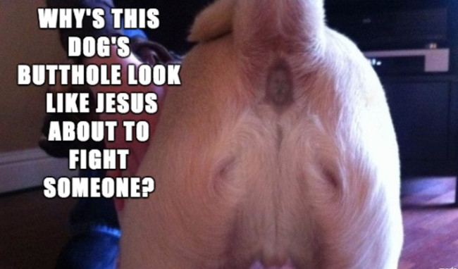 jesus on dogs bum - Why'S This Dog'S Butthole Look Jesus About To Fight Someone?