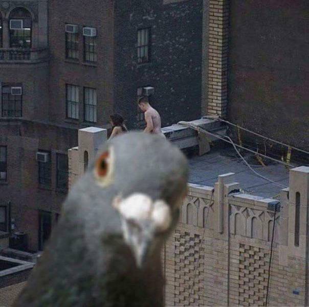 Pigeon on the roof looking at the camera and totally blocking the view of those people doing it.