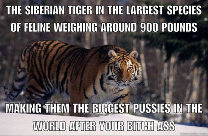 Meme about how large a siberian tiger is.