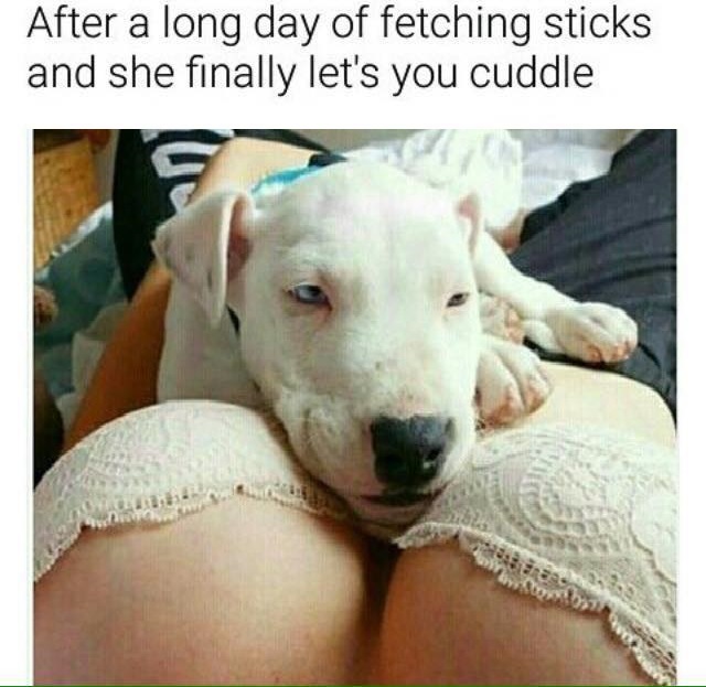 saucy memes - After a long day of fetching sticks and she finally let's you cuddle
