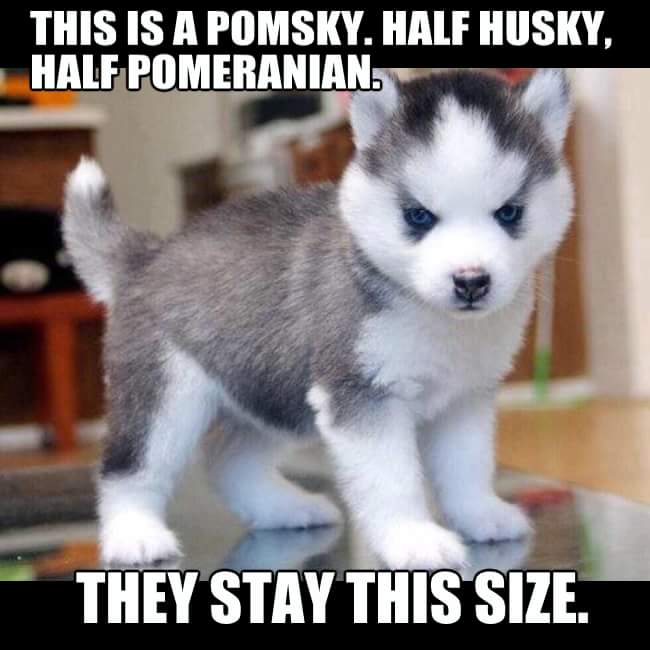 puppies pomsky - This Is A Pomsky. Half Husky, Half Pomeranian. They Stay This Size