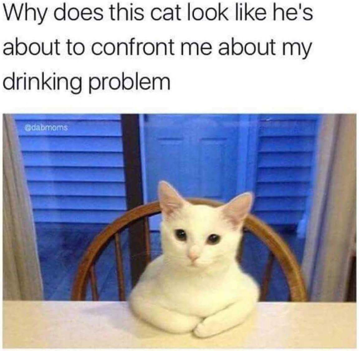 cat looking down meme - Why does this cat look he's about to confront me about my drinking problem