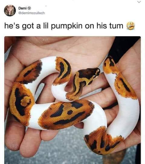 pumpkin the snake - Demi he's got a lil pumpkin on his tum